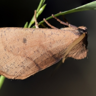 Fisera perplexata (Light-tan Crest-moth) at Higgins, ACT - 25 Apr 2021 by AlisonMilton