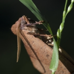 Fisera perplexata at Higgins, ACT - 25 Apr 2021