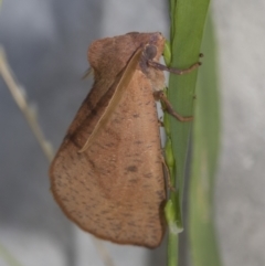 Fisera perplexata at Higgins, ACT - 25 Apr 2021