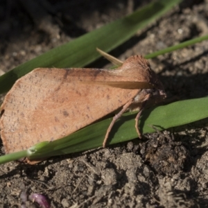 Fisera perplexata at Higgins, ACT - 25 Apr 2021