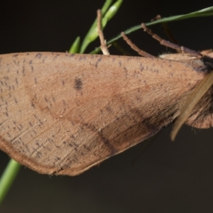 Fisera perplexata at Higgins, ACT - 25 Apr 2021