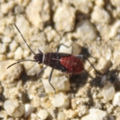 Leptocoris mitellatus (Leptocoris bug) at Gundaroo, NSW - 18 Apr 2021 by AlisonMilton