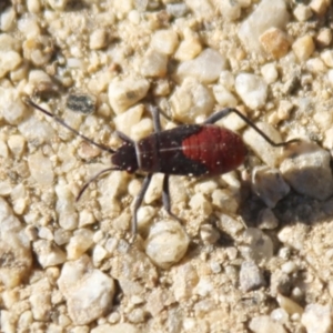 Leptocoris mitellatus at Gundaroo, NSW - 18 Apr 2021