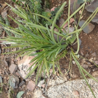 Lomandra (genus) (A Matrush) at Booth, ACT - 14 Apr 2021 by Liam.m