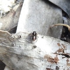 Euophryinae sp. (Rockhopper) undescribed at Namadgi National Park - 14 Apr 2021 by Liam.m