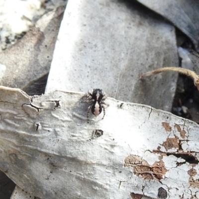 Unidentified Jumping or peacock spider (Salticidae) at Booth, ACT - 14 Apr 2021 by Liam.m