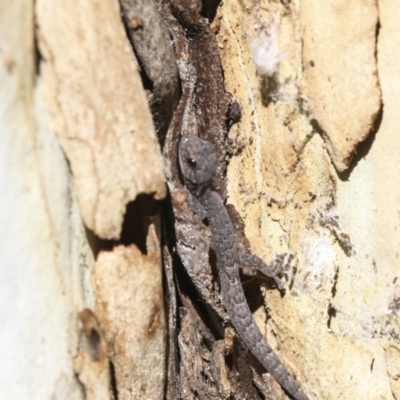 Christinus marmoratus (Southern Marbled Gecko) at Cook, ACT - 29 Mar 2021 by AlisonMilton