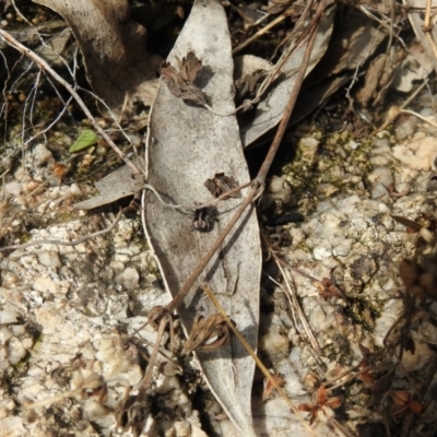 Euophryinae sp. (Rockhopper) undescribed at Booth, ACT - 14 Apr 2021 by Liam.m