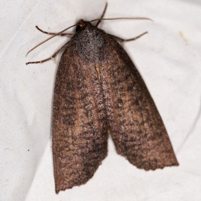 Paralaea beggaria (Peppermint Looper) at Deua National Park (CNM area) - 16 Apr 2021 by ibaird