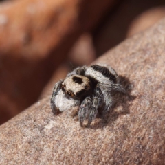 Euophryinae sp.(Striped Capuchin- undescribed) (Striped Capuchin Jumping Spider) at Crace, ACT - 26 Apr 2021 by DPRees125