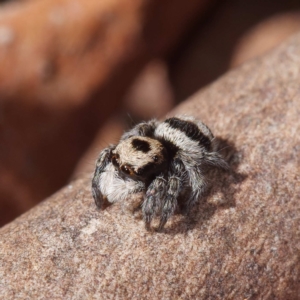 Euophryinae sp.(Striped Capuchin- undescribed) at Crace, ACT - 26 Apr 2021