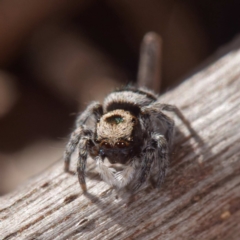 Euophryinae sp.(Striped Capuchin- undescribed) at Crace, ACT - 26 Apr 2021