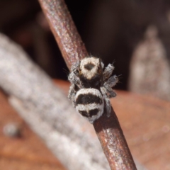 Euophryinae sp.(Striped Capuchin- undescribed) at Crace, ACT - suppressed