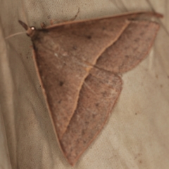 Epidesmia chilonaria (Golden-winged Epidesmia) at Deua National Park (CNM area) - 16 Apr 2021 by ibaird