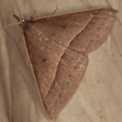 Epidesmia chilonaria (Golden-winged Epidesmia) at Deua National Park (CNM area) - 16 Apr 2021 by ibaird