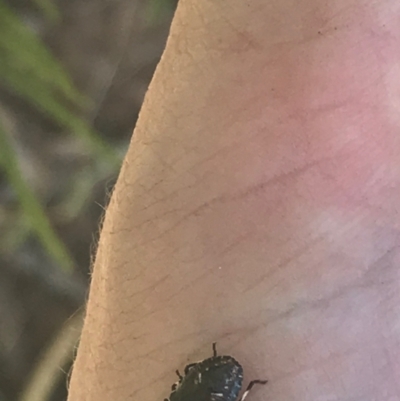 Unidentified Shield, Stink & Jewel Bug (Pentatomoidea) at Mount Ainslie - 7 Apr 2021 by Tapirlord