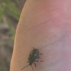 Pentatomidae (family) at Ainslie, ACT - 7 Apr 2021