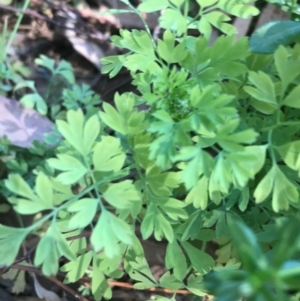 Fumaria capreolata at Ainslie, ACT - 7 Apr 2021