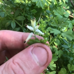 Fumaria capreolata at Ainslie, ACT - 7 Apr 2021