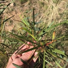 Acacia implexa (Hickory Wattle, Lightwood) at Mount Ainslie - 7 Apr 2021 by Tapirlord