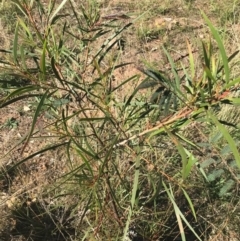 Acacia implexa at Ainslie, ACT - 7 Apr 2021 02:36 PM