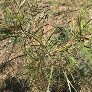 Acacia implexa at Ainslie, ACT - 7 Apr 2021 02:36 PM