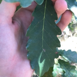 Quercus robur at Campbell, ACT - 7 Apr 2021