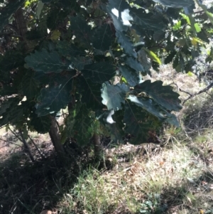 Quercus robur at Campbell, ACT - 7 Apr 2021