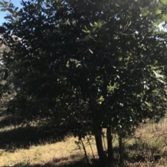 Quercus robur at Campbell, ACT - 7 Apr 2021