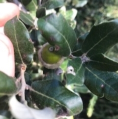 Quercus suber at Campbell, ACT - 7 Apr 2021