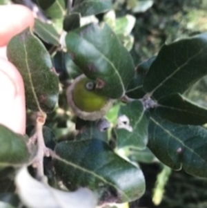 Quercus suber at Campbell, ACT - 7 Apr 2021 02:41 PM