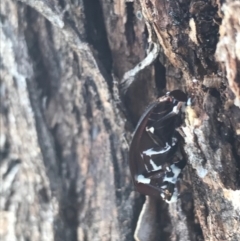 Pterohelaeus piceus (Pie-dish beetle) at Mount Ainslie - 7 Apr 2021 by Tapirlord