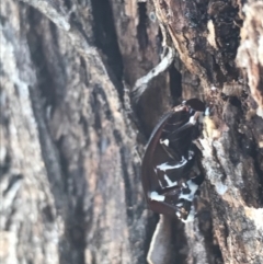 Unidentified Darkling beetle (Tenebrionidae) (TBC) at Campbell, ACT - 7 Apr 2021 by Tapirlord