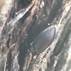 Pterohelaeus piceus at Campbell, ACT - 7 Apr 2021 03:08 PM