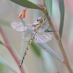 Hemicordulia tau (Tau Emerald) at Dryandra St Woodland - 23 Feb 2021 by ConBoekel