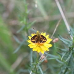 Ocybadistes walkeri (Green Grass-dart) at Dryandra St Woodland - 23 Feb 2021 by ConBoekel