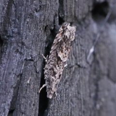 Holocola thalassinana (A Leafroller Moth) at Dryandra St Woodland - 23 Feb 2021 by ConBoekel