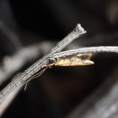 Lecithoceridae (family) (Tropical Longhorned Moths) at Dryandra St Woodland - 23 Feb 2021 by ConBoekel