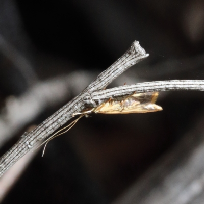 Lecithoceridae (family) (Tropical Longhorned Moths) at Dryandra St Woodland - 23 Feb 2021 by ConBoekel