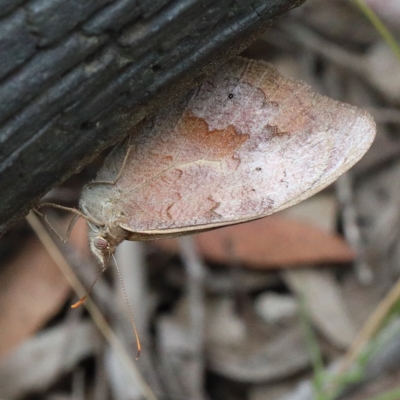 Heteronympha merope (Common Brown Butterfly) at Dryandra St Woodland - 23 Feb 2021 by ConBoekel