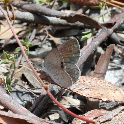 Erina hyacinthina (Varied Dusky-blue) at O'Connor, ACT - 23 Feb 2021 by ConBoekel