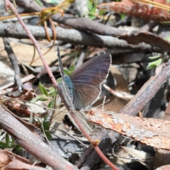 Erina hyacinthina at O'Connor, ACT - 23 Feb 2021