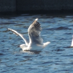 Chroicocephalus novaehollandiae (Silver Gull) at Tuggeranong Creek to Monash Grassland - 4 Mar 2021 by michaelb