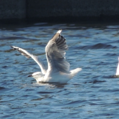 Chroicocephalus novaehollandiae (Silver Gull) at Monash, ACT - 4 Mar 2021 by michaelb