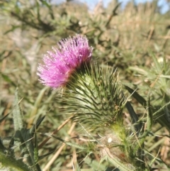 Cirsium vulgare (Spear Thistle) at Isabella Plains, ACT - 4 Mar 2021 by MichaelBedingfield