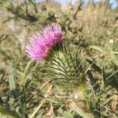 Cirsium vulgare (Spear Thistle) at Tuggeranong Creek to Monash Grassland - 4 Mar 2021 by michaelb