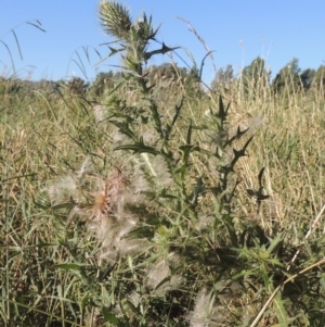 Cirsium vulgare at Isabella Plains, ACT - 4 Mar 2021