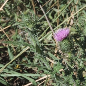 Cirsium vulgare at Isabella Plains, ACT - 4 Mar 2021