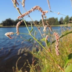 Persicaria lapathifolia (Pale Knotweed) at Tuggeranong Creek to Monash Grassland - 4 Mar 2021 by michaelb