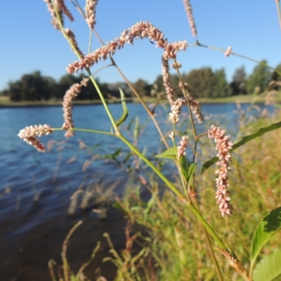 Persicaria lapathifolia (Pale Knotweed) at Tuggeranong Creek to Monash Grassland - 4 Mar 2021 by michaelb